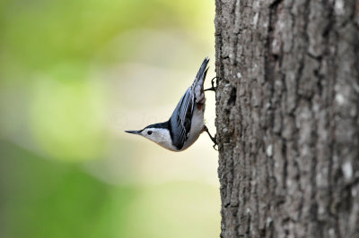 Caddo Lake SP 10-9-11 0106.JPG