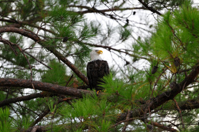 Caddo Lake SP 10-10-11 0297.JPG