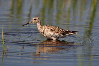 Brazoira NWR3-24-12 0142.JPG