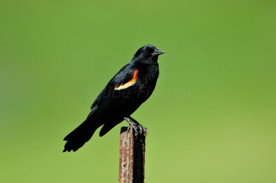 Brazoira NWR3-24-12 0166.JPG