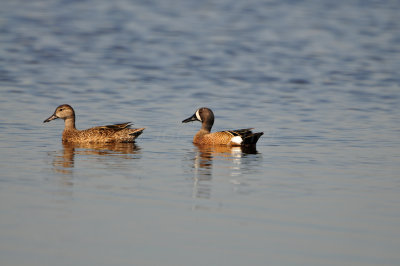 Brazoira NWR3-24-12 0154.JPG