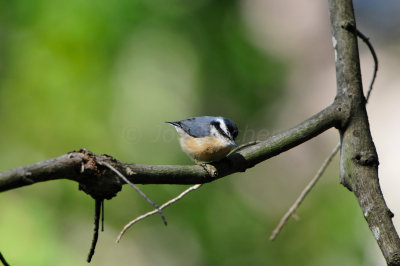 Daingerfield SP 10-8-12 0458.JPG