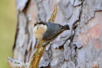 Daingerfield SP 10-8-12 0648.JPG