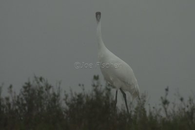 Rockport 02-03-08 0516