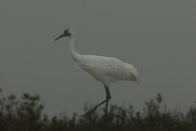 Rockport 02-03-08 0532