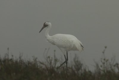 Rockport 02-03-08 0569