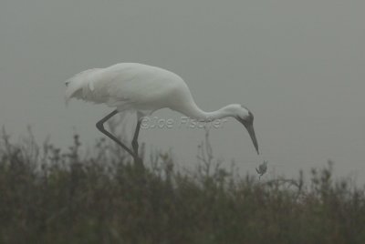 Rockport 02-03-08 0577
