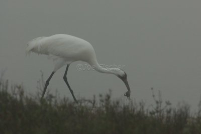 Rockport 02-03-08 0585