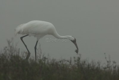 Rockport 02-03-08 0584