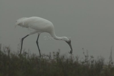 Rockport 02-03-08 0581