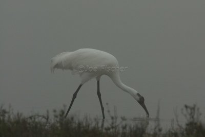 Rockport 02-03-08 0599