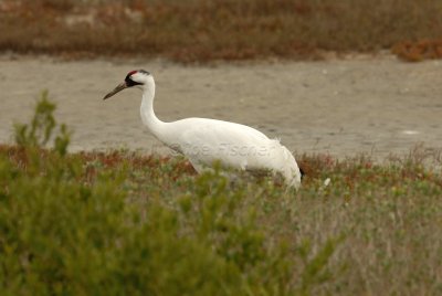 Rockport 02-02-08 0250