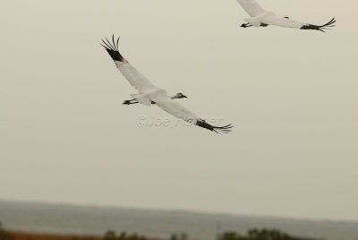Rockport 02-02-08 0273