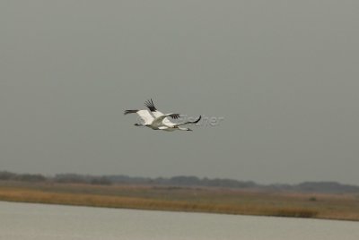 Rockport 02-02-08 0285