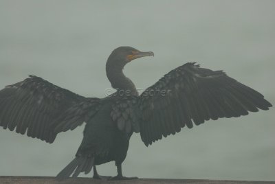 Rockport 02-03-08 0756
