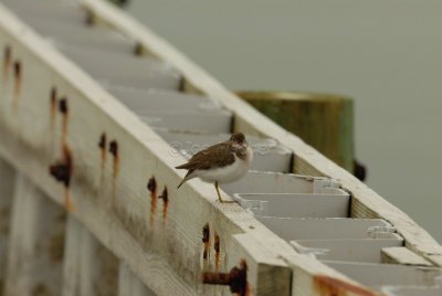 Rockport 02-03-08 1039