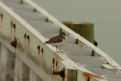 Rockport 02-03-08 1046