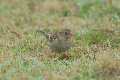 Katy Prairie 01-27-08 0342