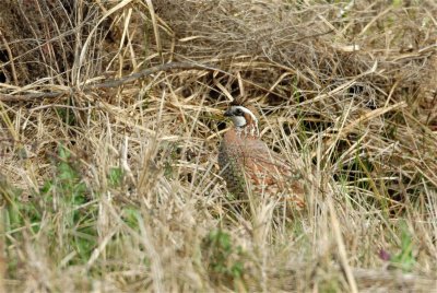 Katy Prairie 01-27-08 0383_2
