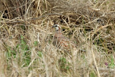 Katy Prairie 01-27-08 0385_2