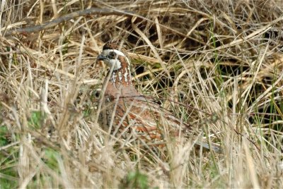 Katy Prairie 01-27-08 0386_2