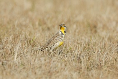 Katy Prairie 01-27-08 0409