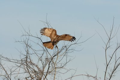 Katy Prairie 01-27-08 0088