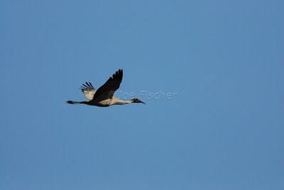 San Bernard NWR 02-17-08 0147