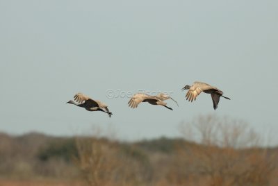 San Bernard NWR 02-17-08 0184
