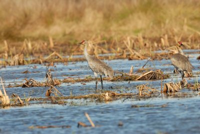 San Bernard NWR 02-17-08 0209