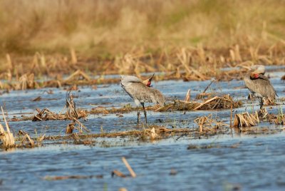 San Bernard NWR 02-17-08 0210