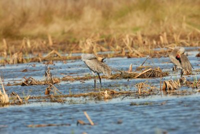 San Bernard NWR 02-17-08 0212