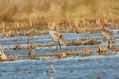 San Bernard NWR 02-17-08 0214