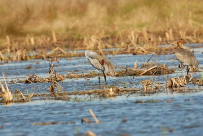 San Bernard NWR 02-17-08 0216
