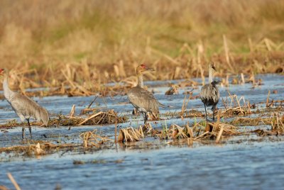 San Bernard NWR 02-17-08 0217