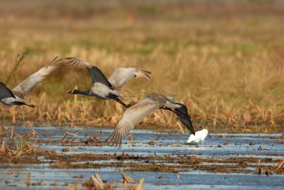 San Bernard NWR 02-17-08 0218