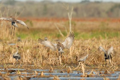 San Bernard NWR 02-17-08 0222