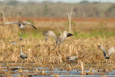 San Bernard NWR 02-17-08 0221