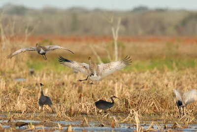 San Bernard NWR 02-17-08 0220