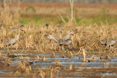 San Bernard NWR 02-17-08 0224
