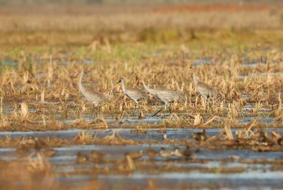 San Bernard NWR 02-17-08 0226