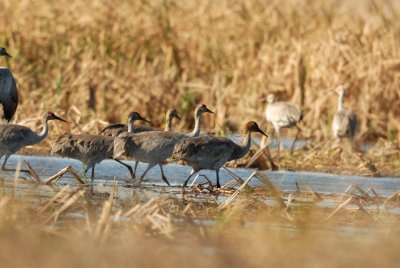 San Bernard NWR 02-17-08 0227