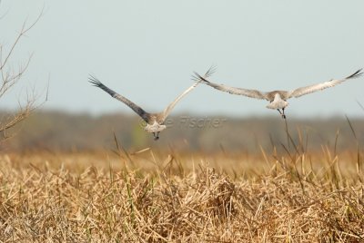 San Bernard NWR 02-17-08 0245