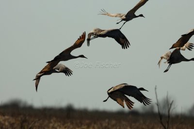 San Bernard NWR 02-17-08 0250