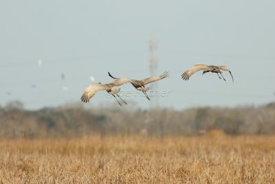 San Bernard NWR 02-17-08 0259