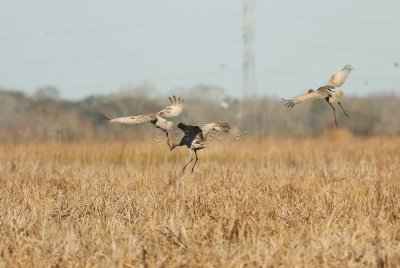 San Bernard NWR 02-17-08 0264