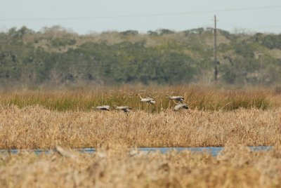 San Bernard NWR 02-17-08 0270