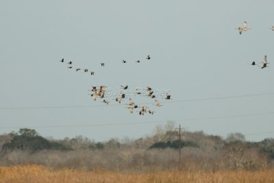 San Bernard NWR 02-17-08 0272