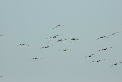 San Bernard NWR 02-17-08 0273