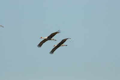 San Bernard NWR 02-17-08 0274